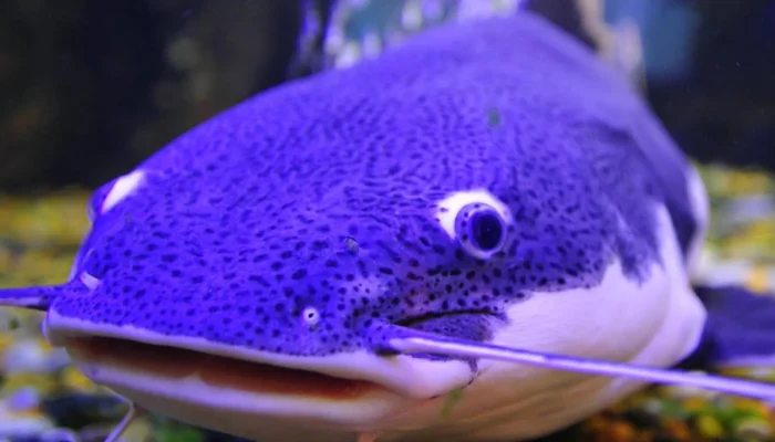 Lele Biru: Mengenal Ikan Eksotis Asal Amerika Serikat