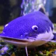 Lele Biru: Mengenal Ikan Eksotis Asal Amerika Serikat