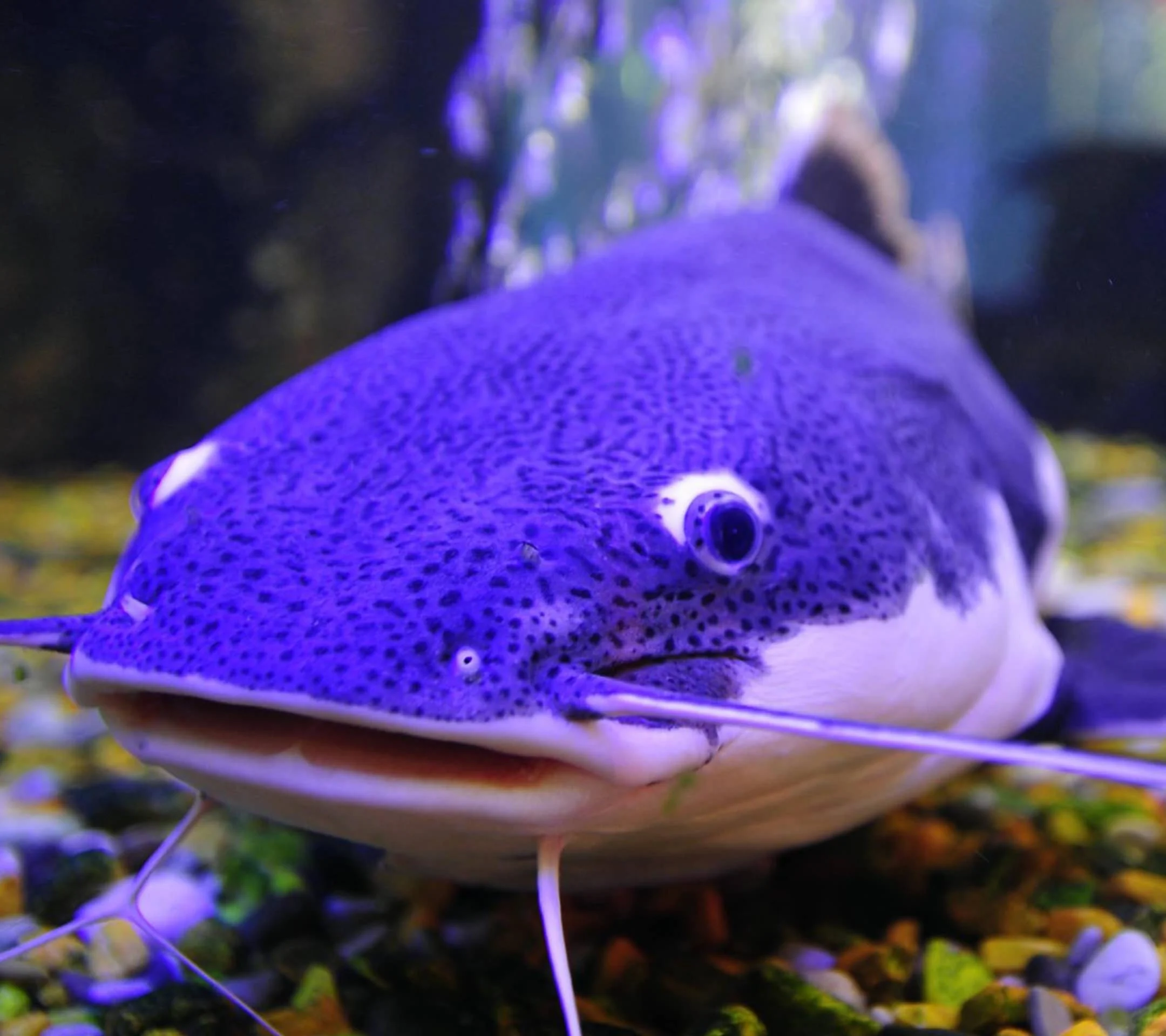 Lele Biru: Mengenal Ikan Eksotis Asal Amerika Serikat