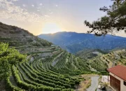 Pafos: Kota Indah di Cyprus dengan Winery yang Mengagumkan
