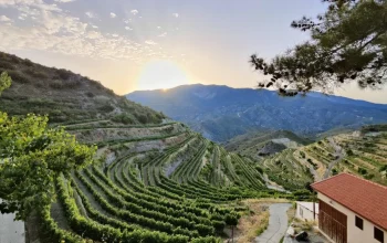 Pafos: Kota Indah di Cyprus dengan Winery yang Mengagumkan