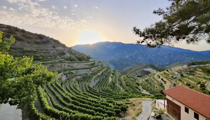 Pafos: Kota Indah di Cyprus dengan Winery yang Mengagumkan
